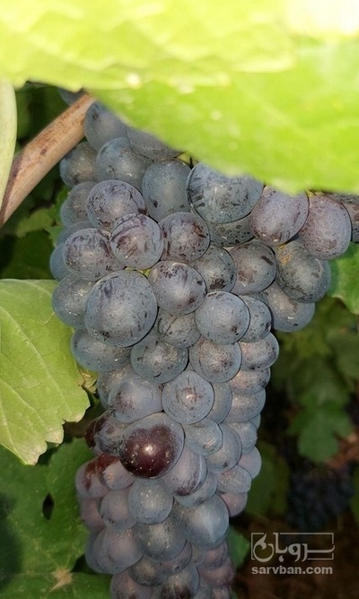 فروش انگور دشمن زیاری