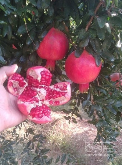 فروش انار