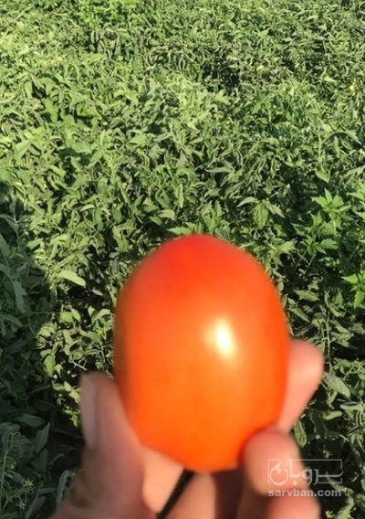 فروش گوجه فرنگی هوای ازاد