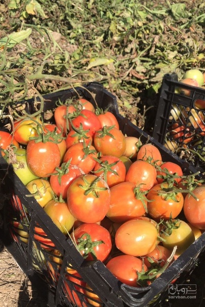 فروش گوجه فرنگی دورنگ