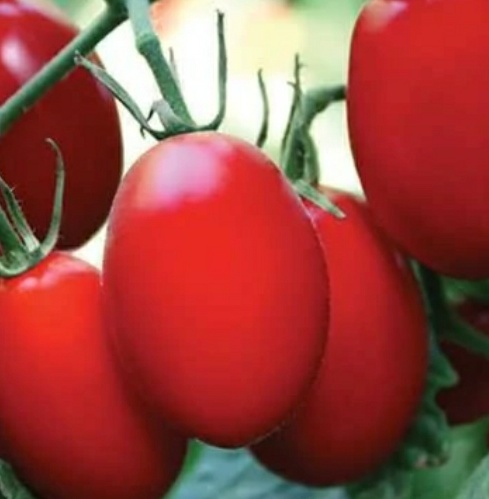 فروش گوجه فرنگی هوای آزاد