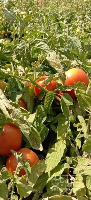 فروش گوجه فرنگی