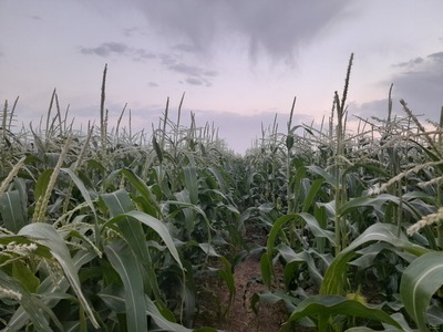 فروش ذرت مکزیکی