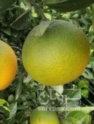 فروش پرتقال سردرختی