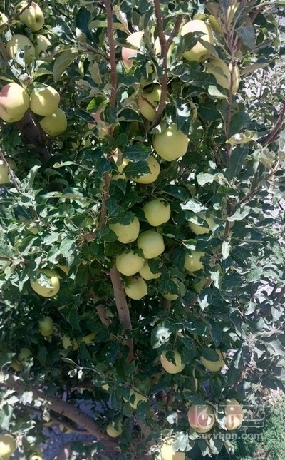 فروش سیب زرد پادنا