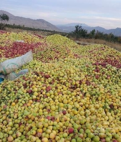 فروش سیب زیردرختی