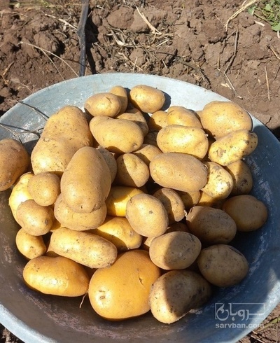 فروش سیب زمینی اگریا