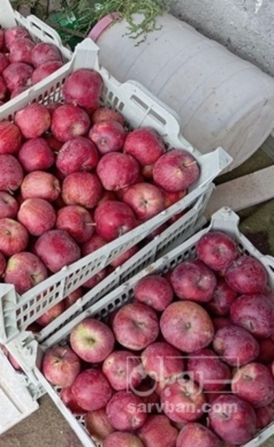 فروش سیب قرمز