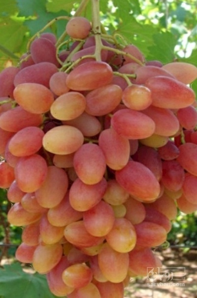 فروش انگور فخری