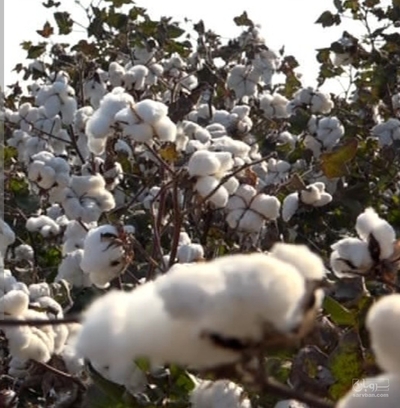 فروش پنبه