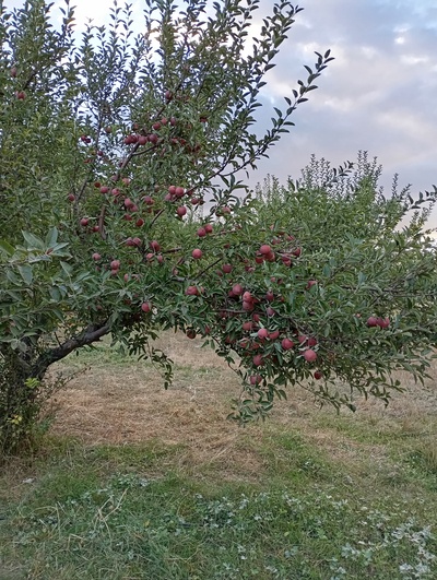 فروش سیب قرمز