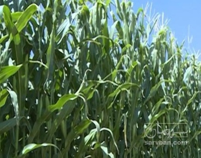 فروش چاپر ذرت - سیلاژ ذرت