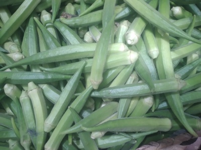 بامیہ رقم ھیبرید