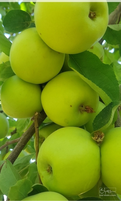 فروش سیب زرد