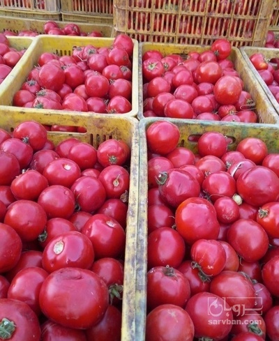 فروش گوجه فرنگی هوای ازاد