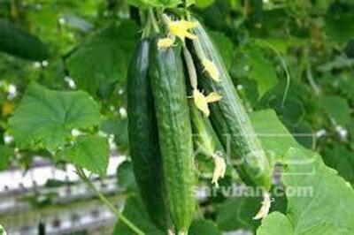 فروش خیار گلخانه ای