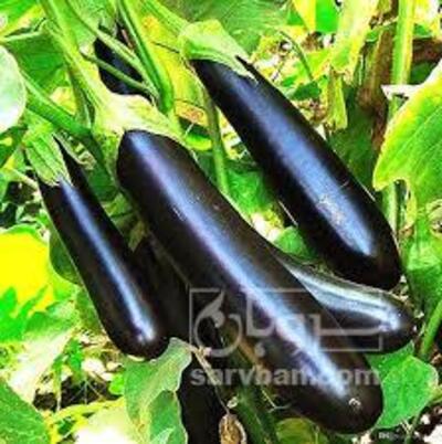 فروش بادمجان