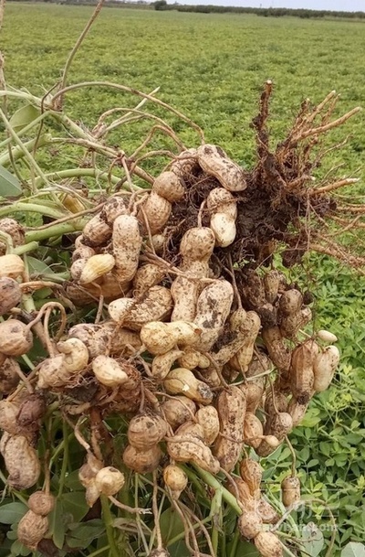 فروش بادام زمینی