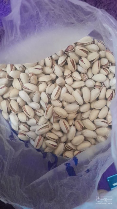 فروش پسته کله قوچی