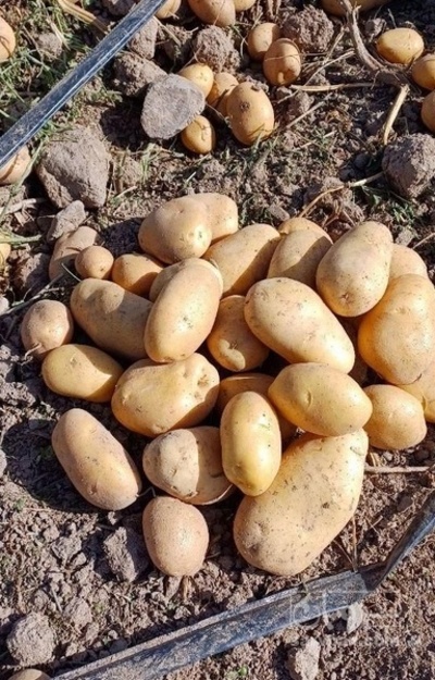فروش سیب زمینی اگریا