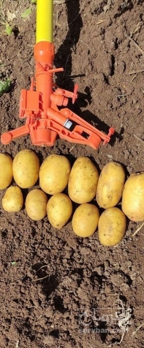 فروش سیب زمینی جلی