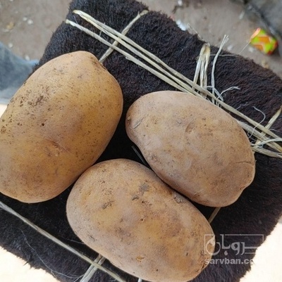 فروش سیب زمینی اگریا کله صادراتی بدون قند