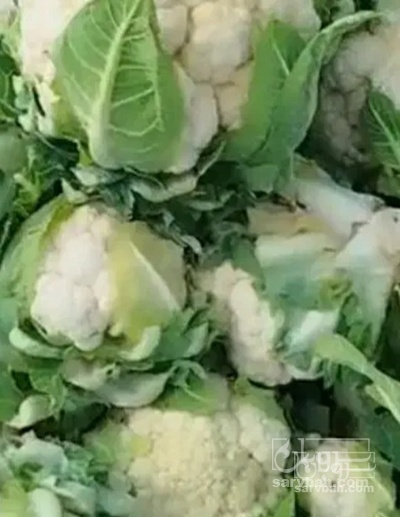 فروش گل کلم دامی