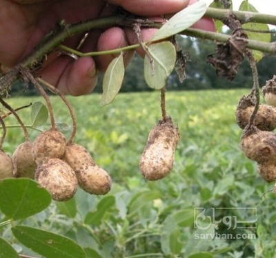 فروش بادام زمینی خام با پوست امسالی