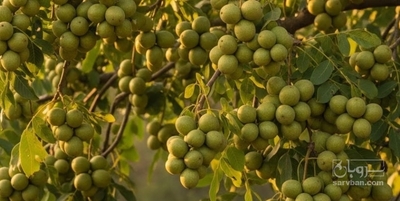 فروش گردو