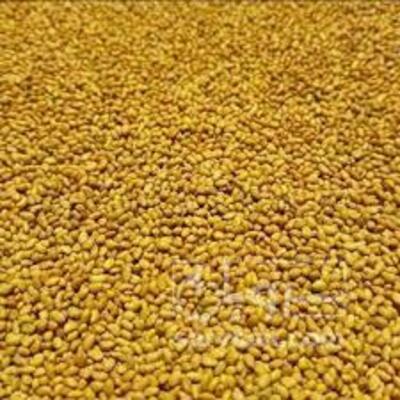 فروش بذر یونجه