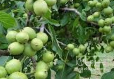 فروش گردو