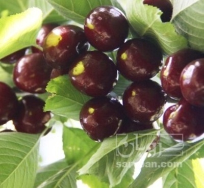 فروش گیلاس