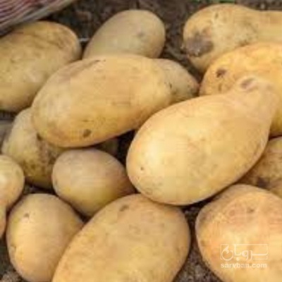 فروش سیب زمینی