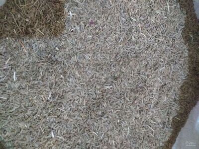 فروش زیره سبز