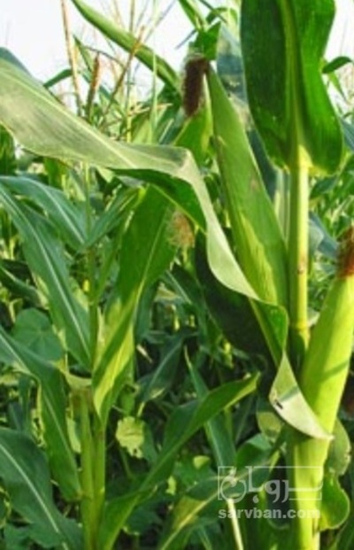 فروش ذرت علوفه ای