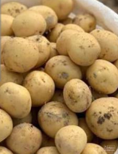 فروش سیب زمینی