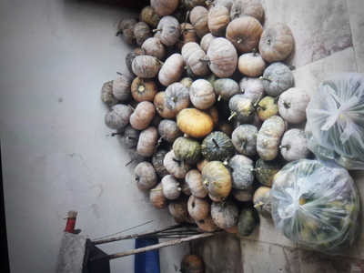 فروش کدو حلوایی