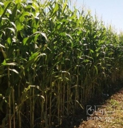 فروش ذرت علوفه