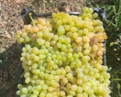 فروش انگور عسگری