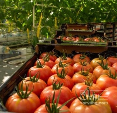 فروش گوجه فرنگی4129