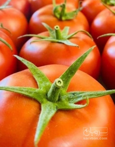 فروش گوجه فرنگی دافنیس