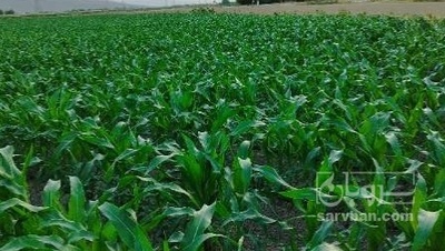 فروش چاپر ذرت - سیلاژ ذرت