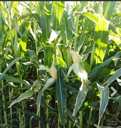 فروش چاپر ذرت - سیلاژ ذرت