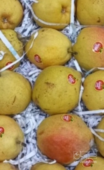 فروش گلابی درگزی