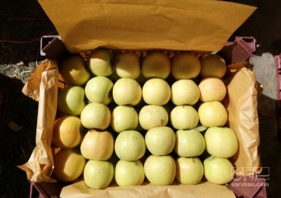 فروش سیب زرد