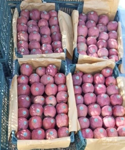 فروش سیب قرمز