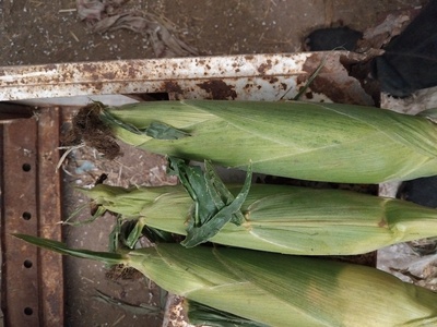 فروش ذرت مکزیکی