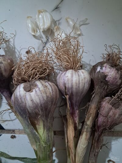 فروش سیرتازه