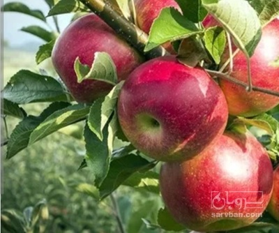 فروش سیب قرمز