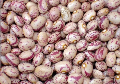 فروش لوبیا چیتی